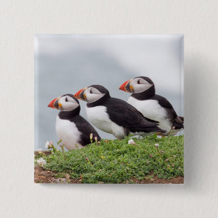 Three Puffins 2 Inch Square Button