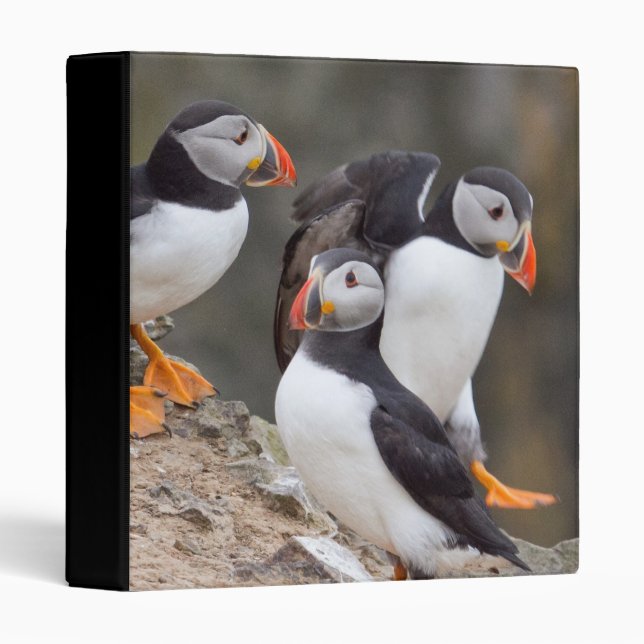 Three Puffins Binder (Front/Spine)