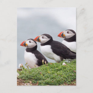 Three Puffins Postcard