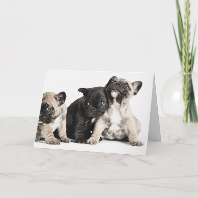 Three Pug Puppies Card (Front)