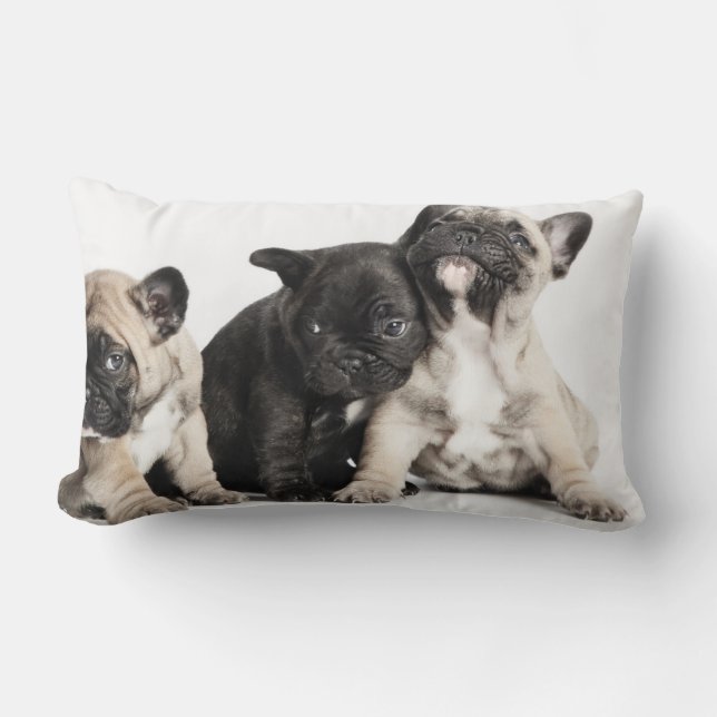 Three Pug Puppies Lumbar Pillow (Front)