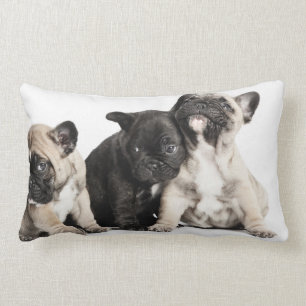 Three Pug Puppies Lumbar Pillow