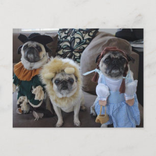 Three Pugs dressed for Halloween Postcard