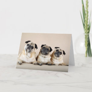 Three Pugs In A Row Card