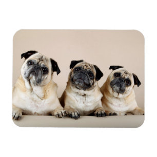 Three Pugs In A Row Magnet