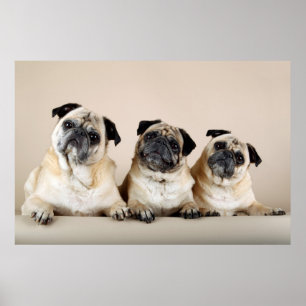 Three Pugs In A Row Poster