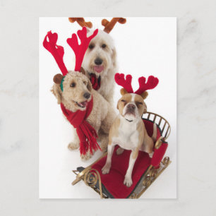 Three puppy dogs sitting at Christmas time Holiday Postcard