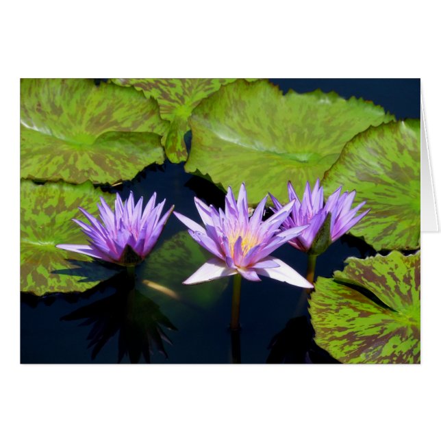 Three Purple Water Lilies (Front Horizontal)