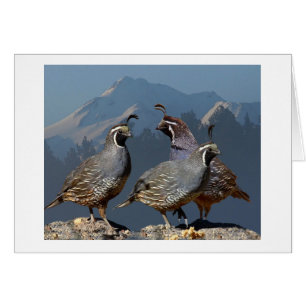 THREE QUAIL AND SHASTA