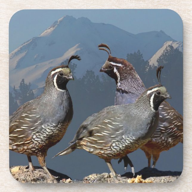 THREE QUAIL AND SHASTA COASTER (Front)