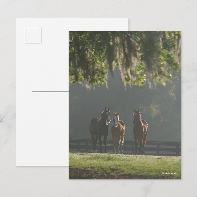 Three Quarter Horses Standing in the Mist Postcard (Front/Back)