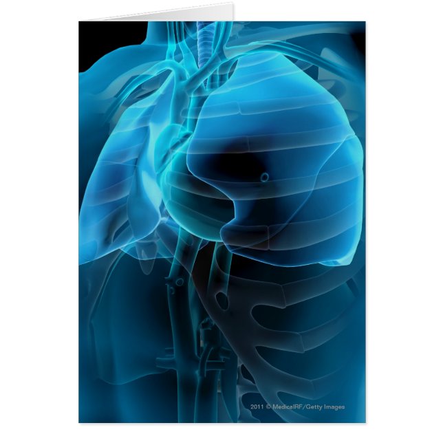 Three quarter view of the heart and lungs (Front)