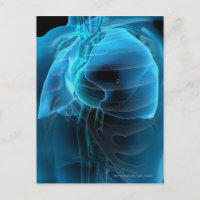 Three quarter view of the heart and lungs