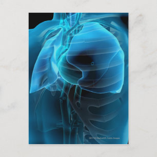 Three quarter view of the heart and lungs postcard