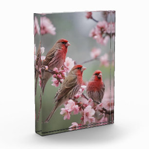 Three Red Finches On Blossom Tree, Photo Block