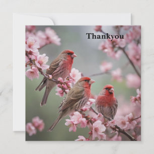 Three Red Finches On Blossom Tree, Thank You Card
