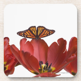 Three red tulips and a monarch butterfly against coaster