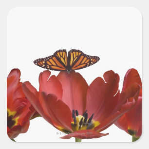 Three red tulips and a monarch butterfly against square sticker