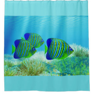Three Regal Angelfish