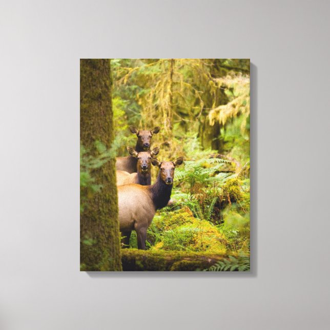 Three Roosevelt Elk Cows Looking At View Canvas Print (Front)