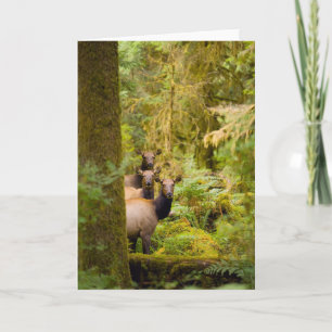Three Roosevelt Elk Cows Looking At View Card