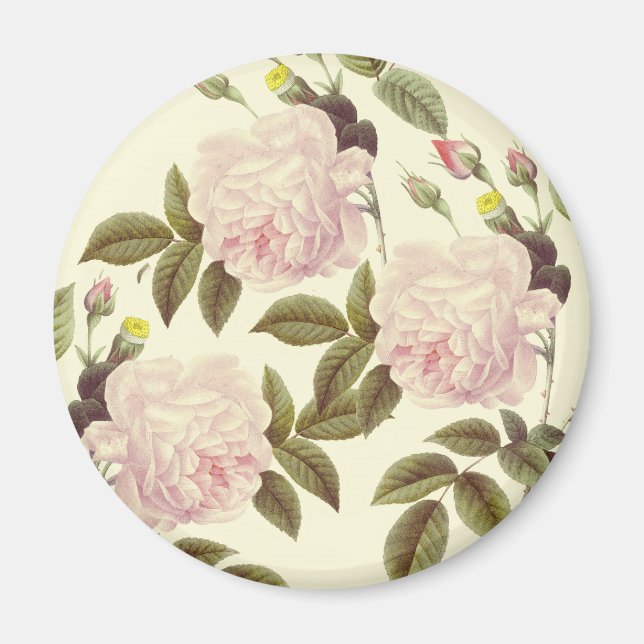 Three Rose Cream Magnet (Front)
