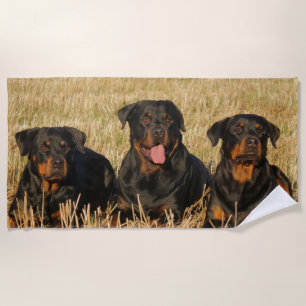 Three Rottweiler Dogs - Pack of Rotties Beach Towel