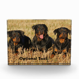 Three Rottweiler Dogs - Pack of Rotties Photo Block
