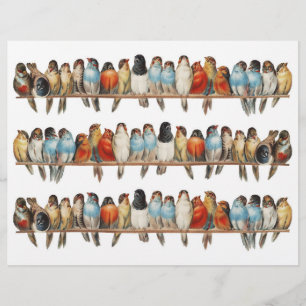 Three Rows of Genuinely Vintage (no AI) of Birds