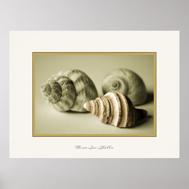 Three Sea Shells ~ Photographic Print (Front)