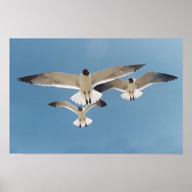 Three Seagulls Poster (Front)