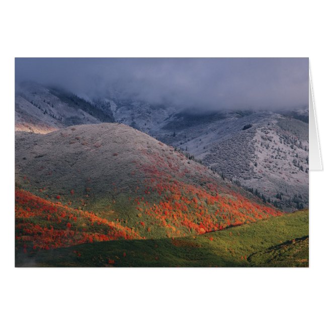 Three seasons of foliage, red maples and fall (Front Horizontal)