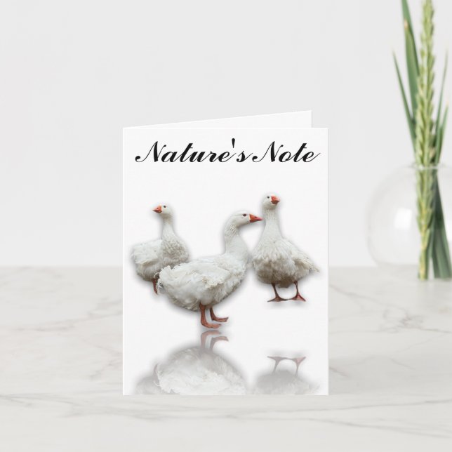THREE SEBASTOPOL GEESE ON WHITE BIRD NOTE CARD (Front)