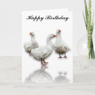 THREE SEBASTOPOL GEESE ON WHITE GREETING CARD