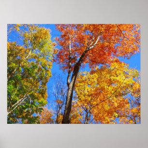 Three Shades of Colorful Fall Maple Trees Poster