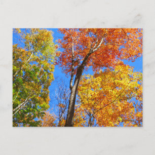 Three Shades of Colourful Fall Maple Trees Postcard