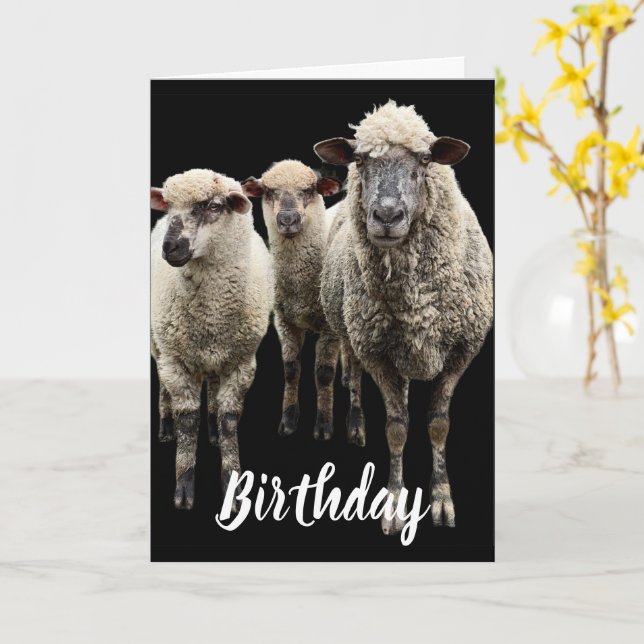 THREE SHEEP PHOTO ON BLACK BIRTHDAY GREETING CARD (Yellow Flower)