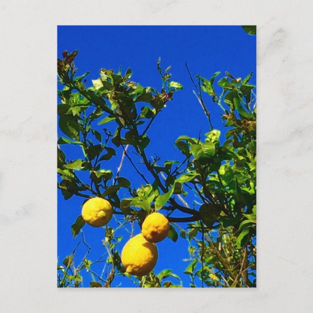 Three Sicilian Lemons Postcard (Front)