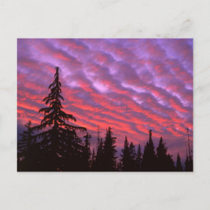 Three Sisters Wilderness, Oregon Postcard