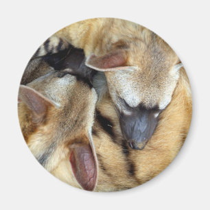 Three Sleeping Aardwolves Magnet