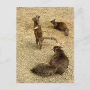 Three Squirrels  Invitation Postcard
