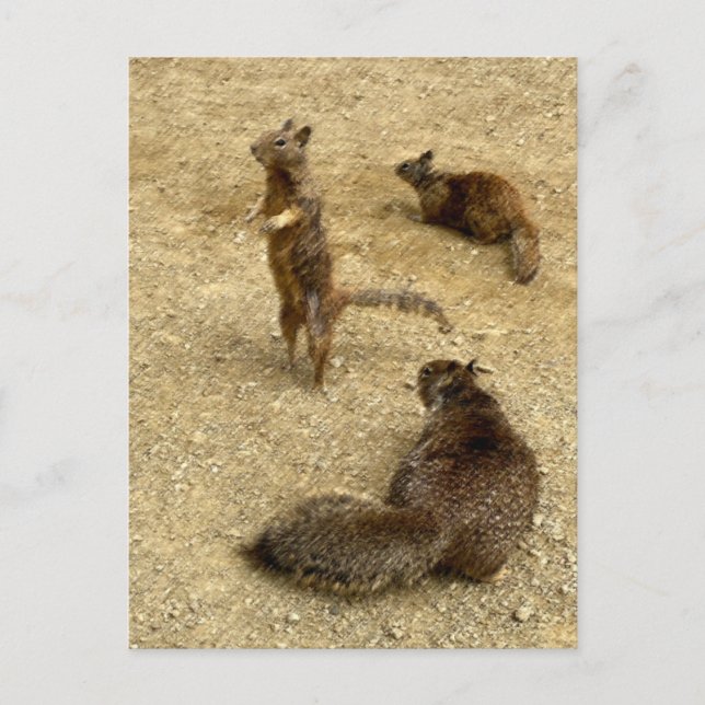 Three Squirrels  Invitation Postcard (Front)