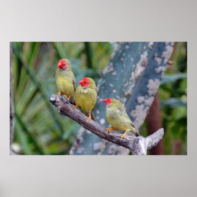 Three star finches poster (Front)