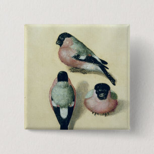Three studies of a bullfinch 2 inch square button