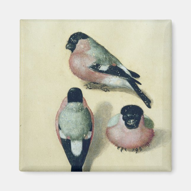 Three studies of a bullfinch magnet (Front)