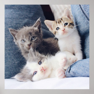 Three Super Cute Kitten Poster