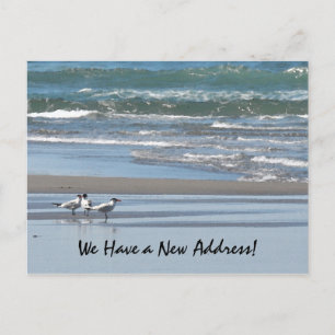 Three Terns on a Beach Postcard