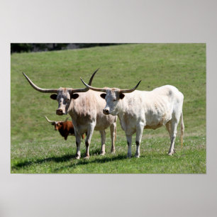 Three Texas Longhorns Poster