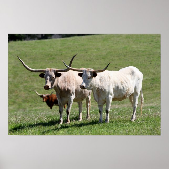 Three Texas Longhorns Poster (Front)