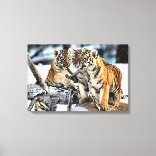 Three Tiger Cubs At Play Canvas Print